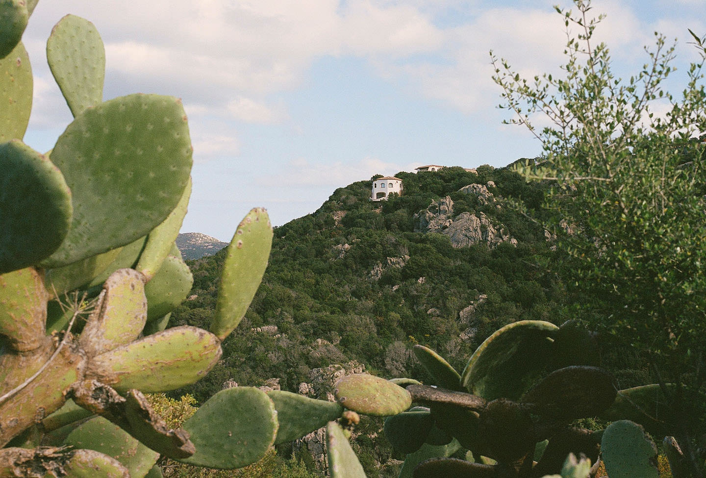Cacti in the foreground and a mountain villa in the background.