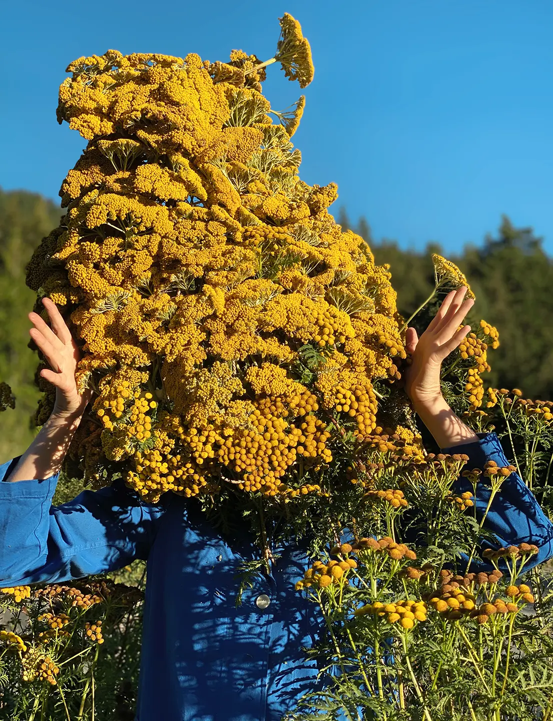 A woman in a blue jacket with her face covered by a large plant.