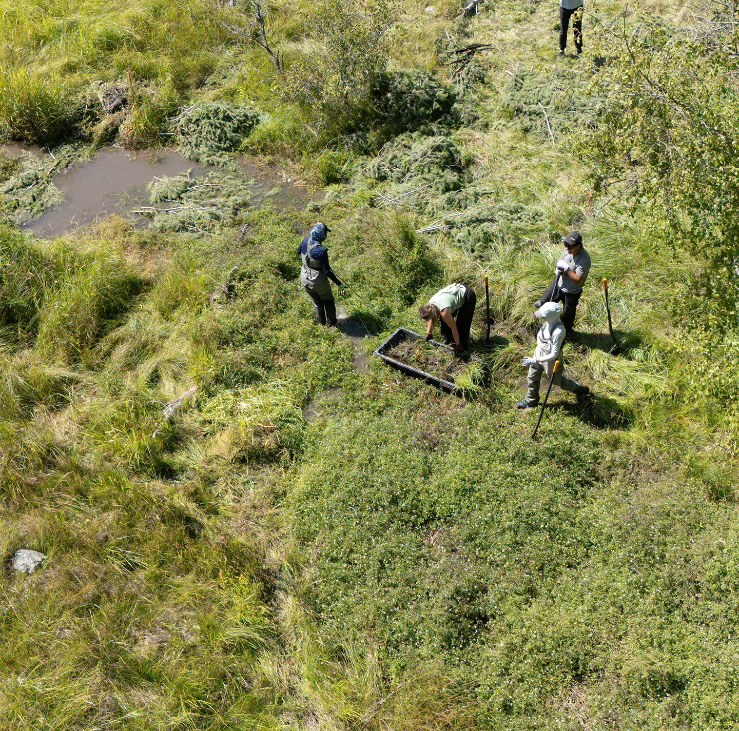 A group of people in a marshy field build a structure together.