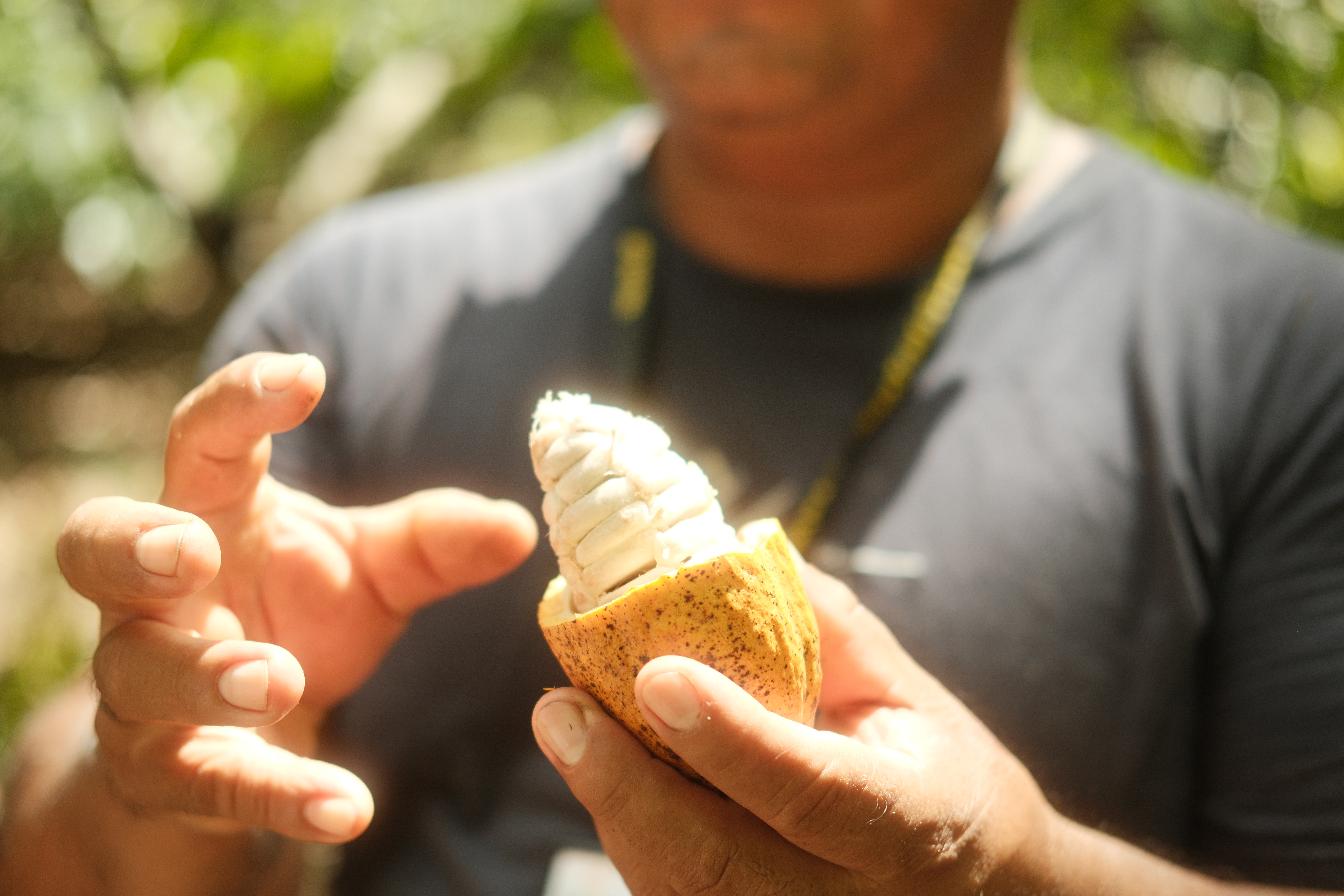 A man holds a halved cocoa pod in his hands.