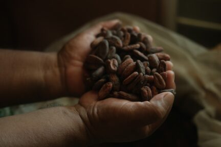 Two hands hold up cacao beans
