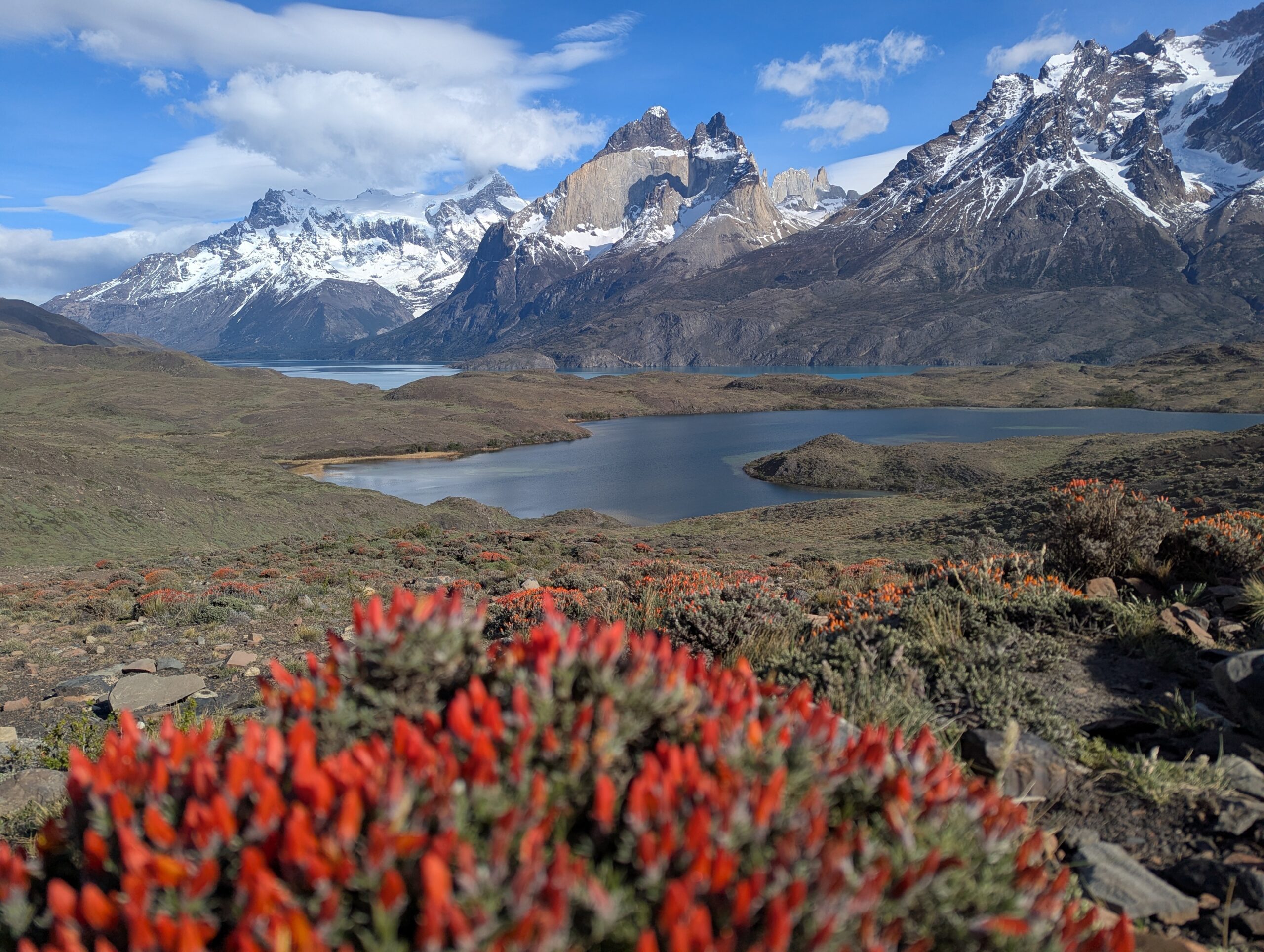 Red flowers in front of a mountain range and lake.